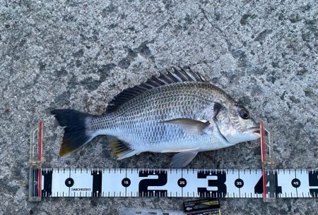 連日良型ハネ、スズキ狙い