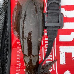 中紀ヤエン釣行