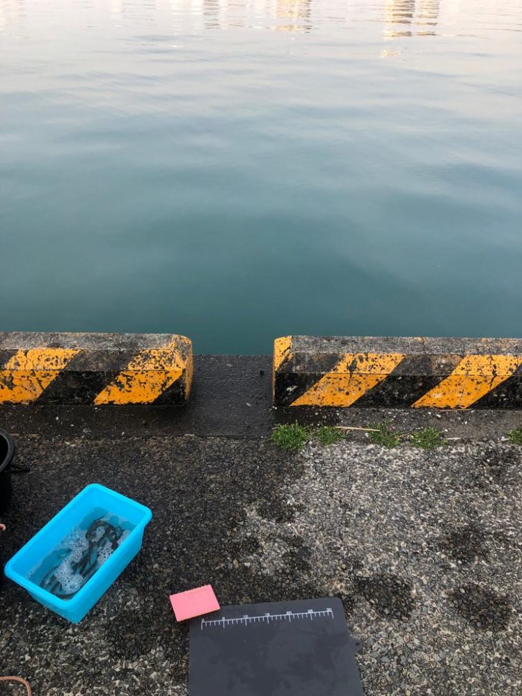 今朝も豆アジ！