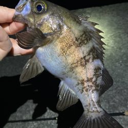 好調続く明石のメバル