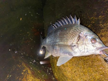 チニング  大バラしじゃい。