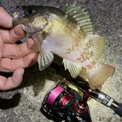 GWメバリング第一弾