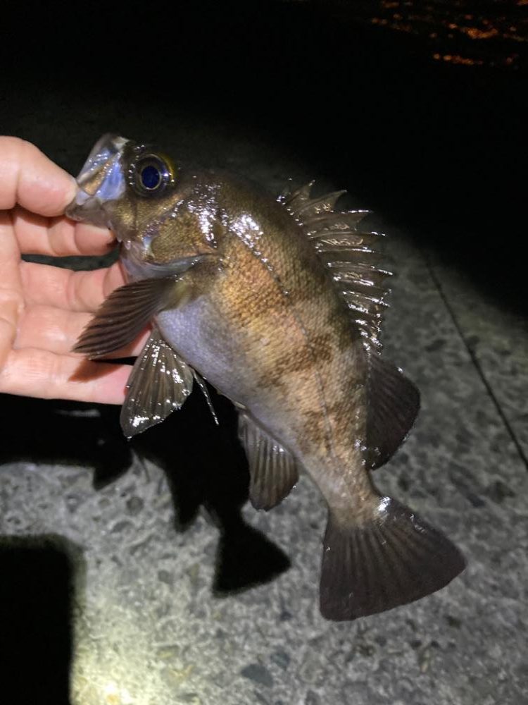 メバル連発しました