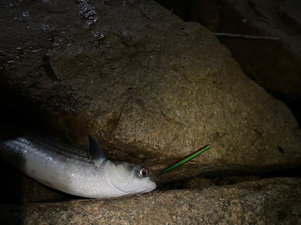 バチ抜け　シーバス　ボラ