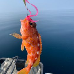 マイボートで丹後沖でジギング