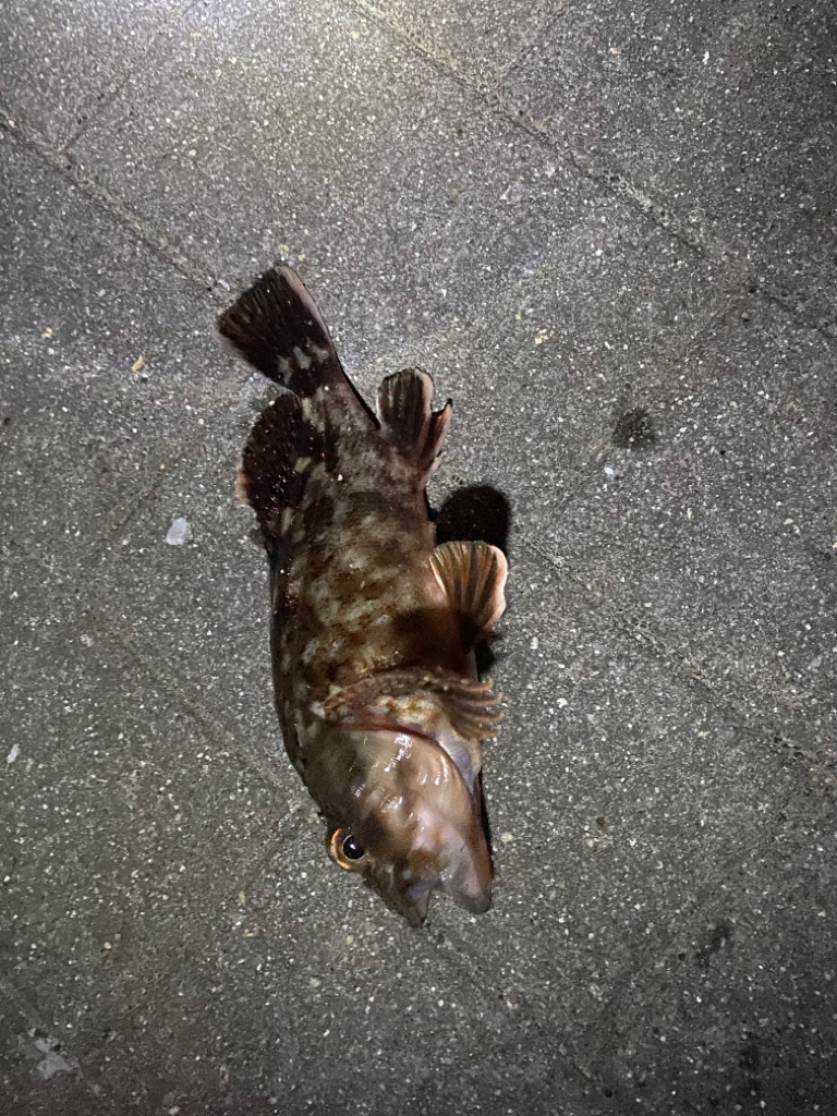 ガジラってきました