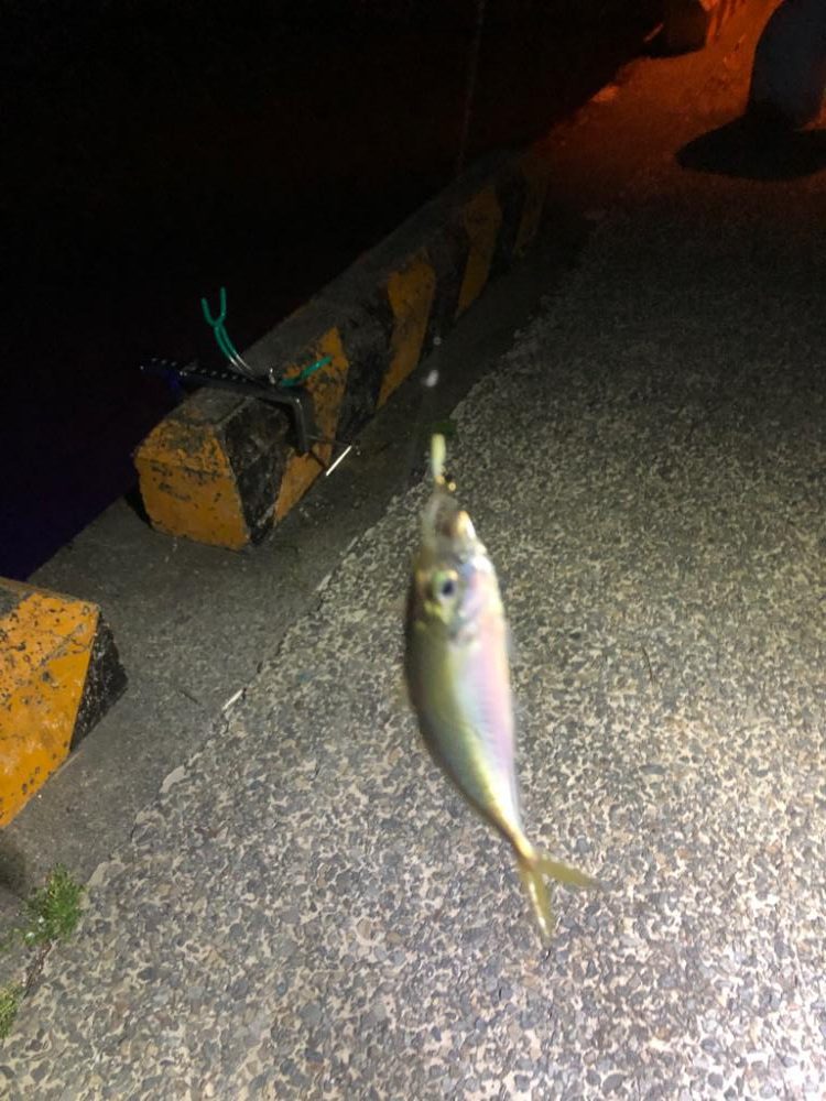 朝マズメの豆アジ！