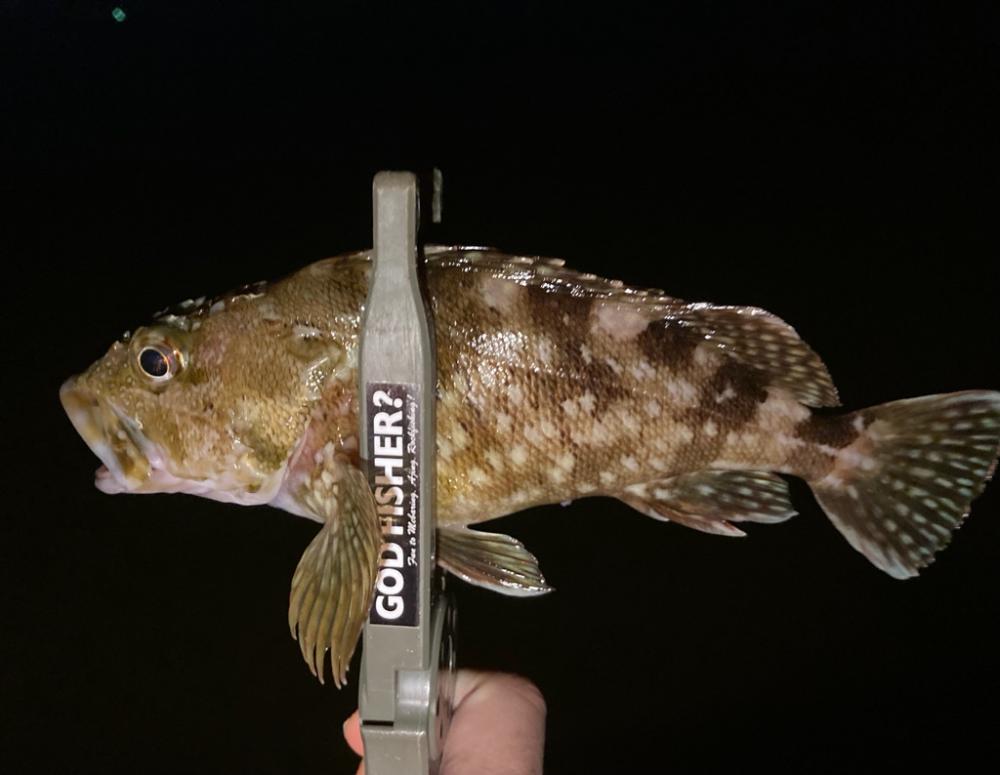 アジは何処へ行った (-。-;