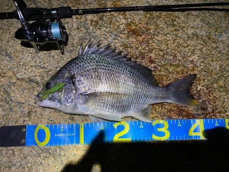 淀川ブリームゲーム