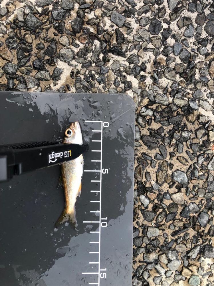 アジングなのにムツングに…