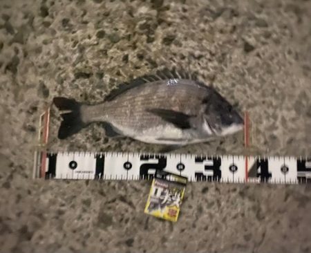 強い魚の引きもトラブル無しの釣果