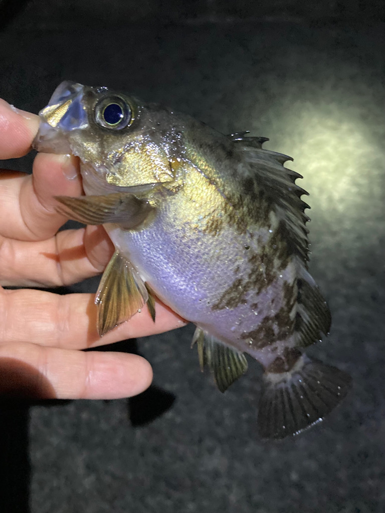 GWメバリング2回目