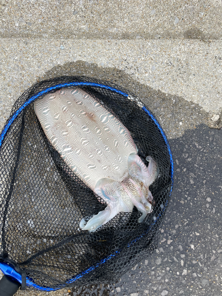 エギング　初捕獲！