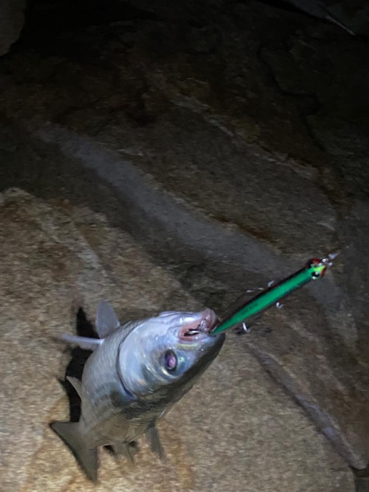 淀川バチパターン最盛期