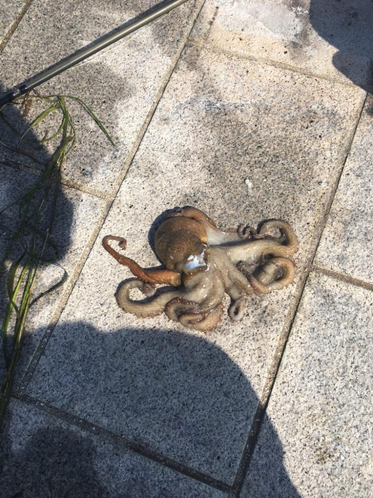 久しぶりのタコ釣り