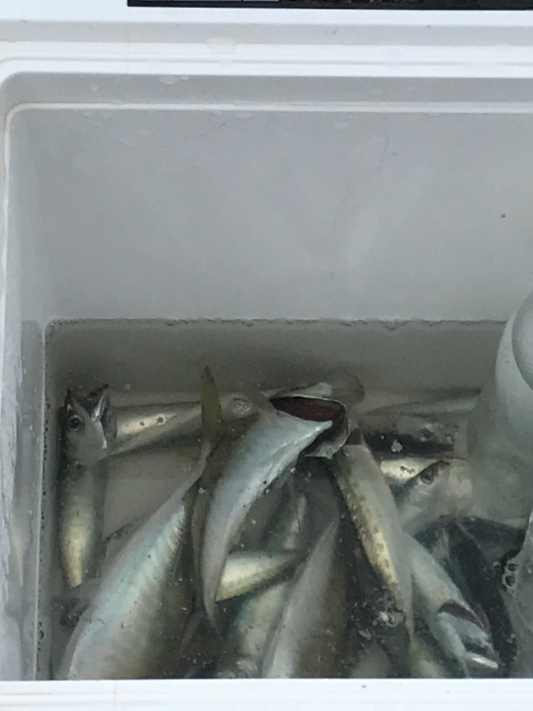 サビキ四目達成