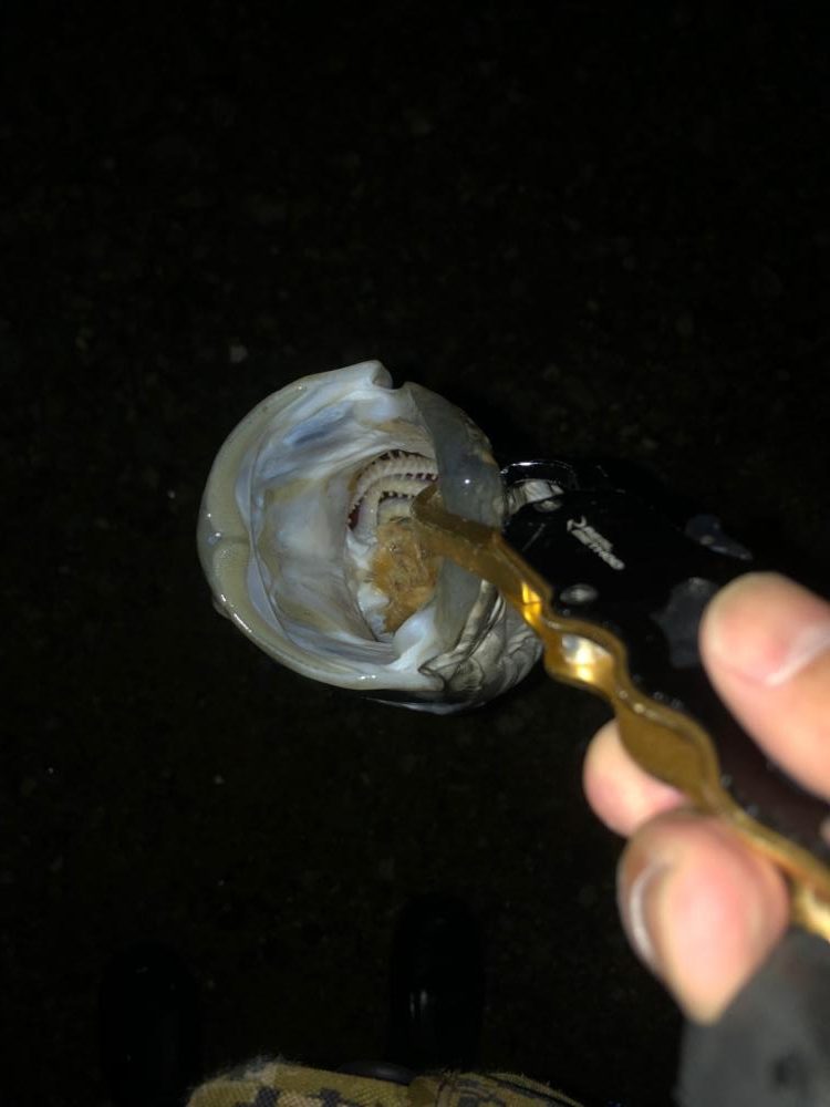 前に釣った魚と再会!?