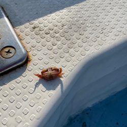 明石沖の船タコ釣り