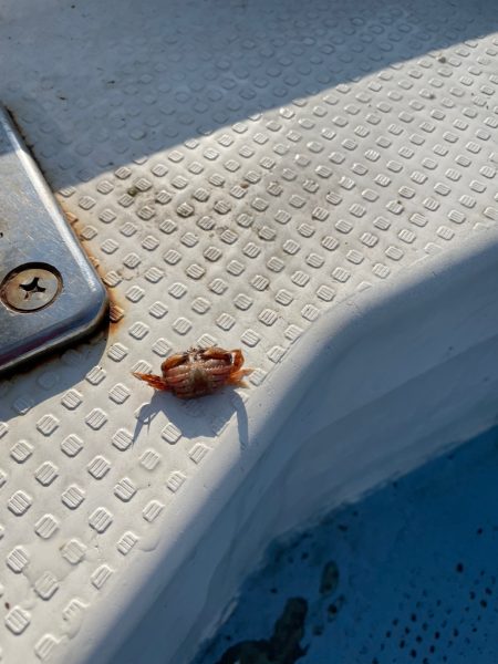 明石沖の船タコ釣り