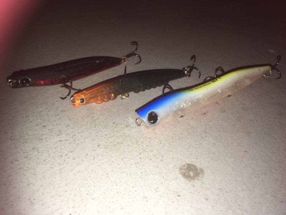 バチ抜けチヌとボラ