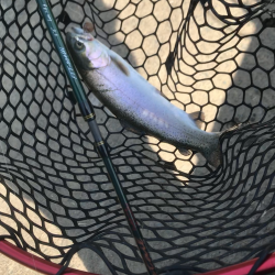 熱々エリアトラウト！