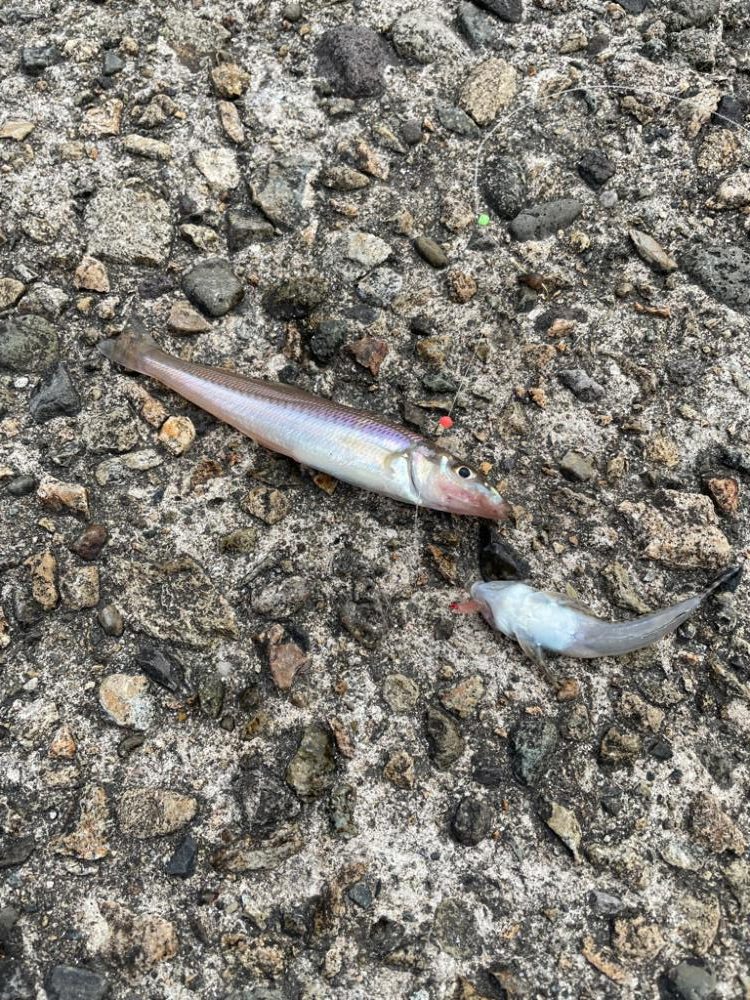 ちょい投げキス シーズンイン