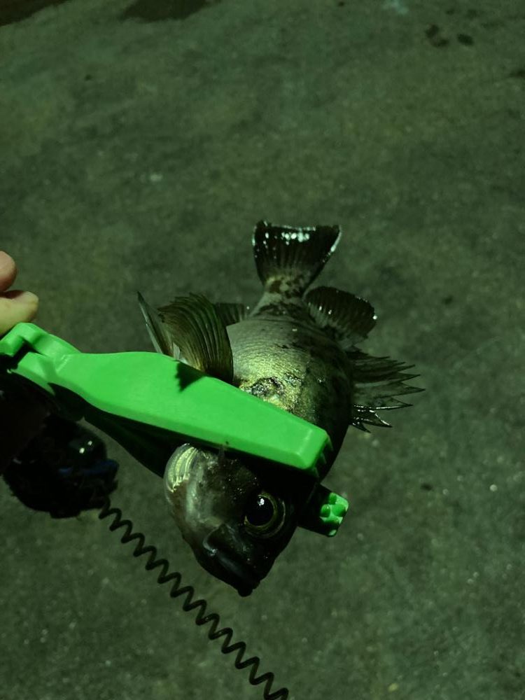 春メバル開幕！