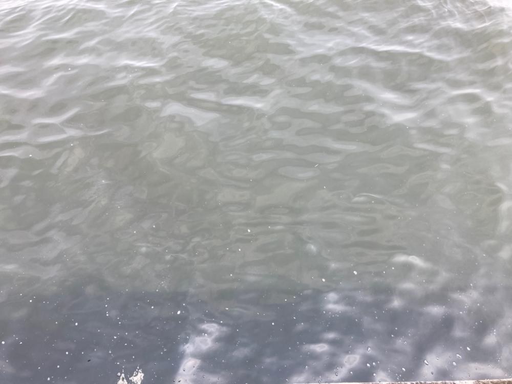 今季2度目の蛸散歩。超新子1杯。。