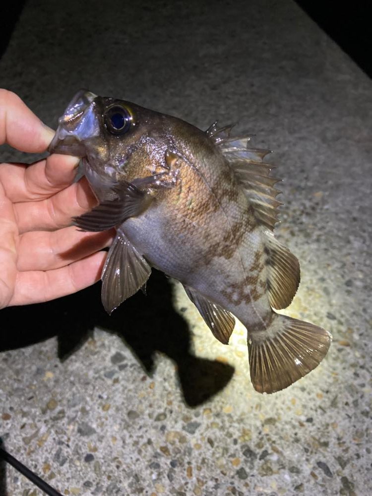 デカいのバラす