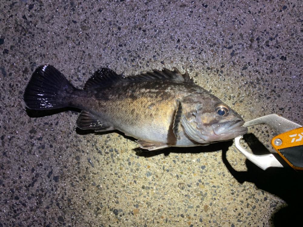 居付きのクロソイ！