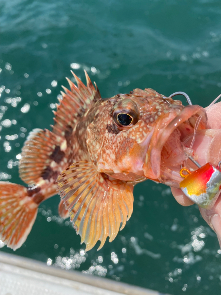 一つテンヤ❗️