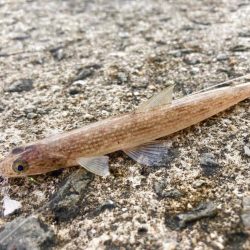 サバゲー開始？で、青物どこー！？