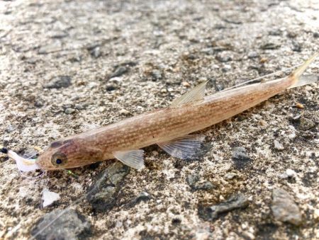 サバゲー開始？で、青物どこー！？