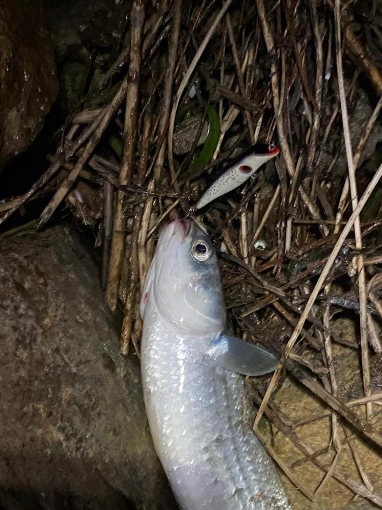 バチ抜けシーバス　ほぼボラ