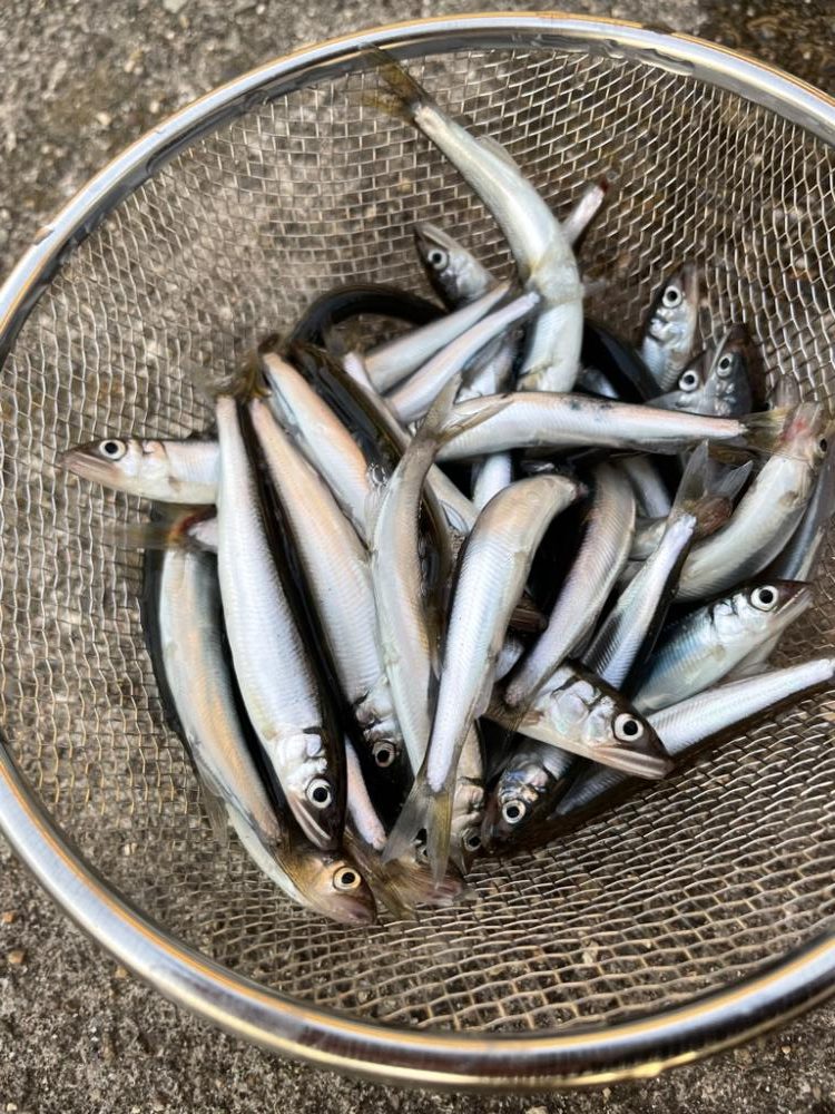 稚鮎サビキのお供はバナナとチーズだね！