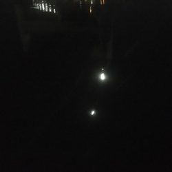 バチ抜け釣行  2