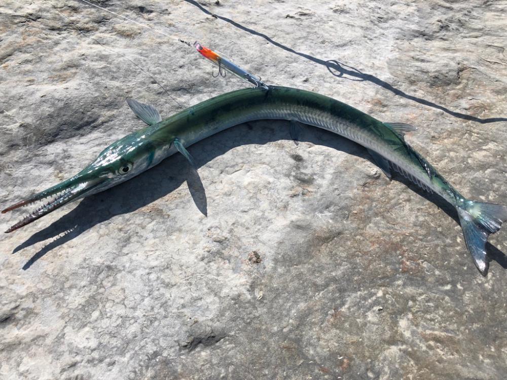 大阪で青物釣れてるが和歌山遠征