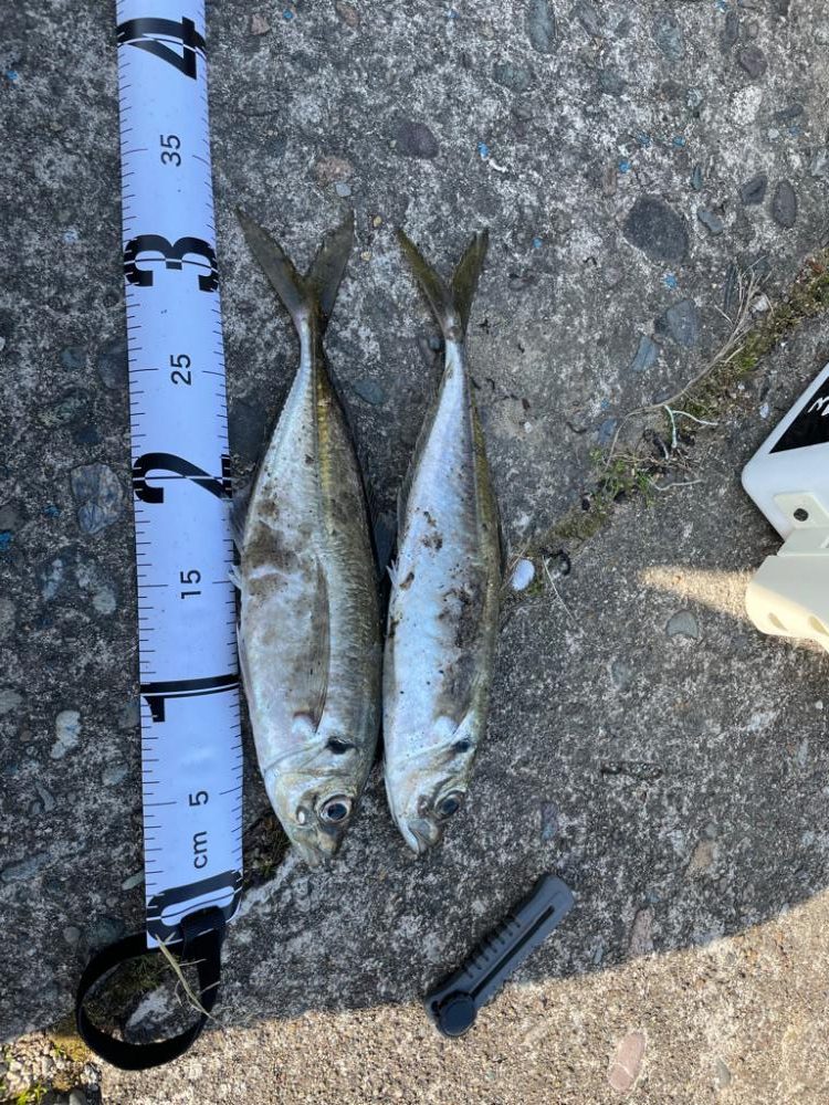 投げサビキで尺アジ