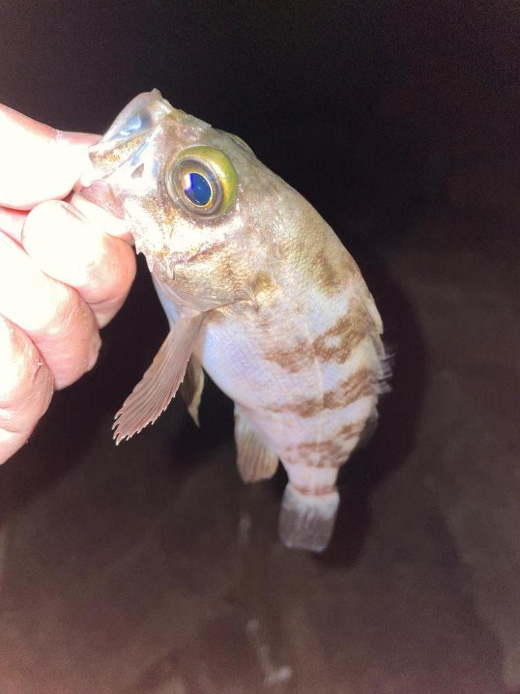 サーフメバリング