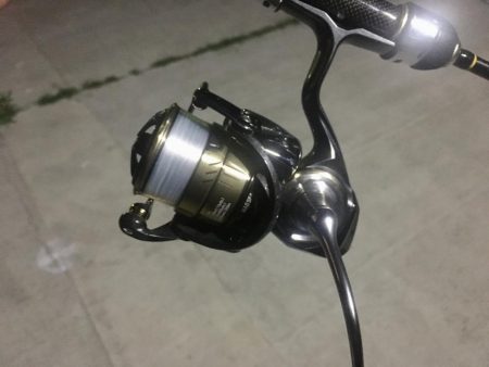 小メバルの楽園