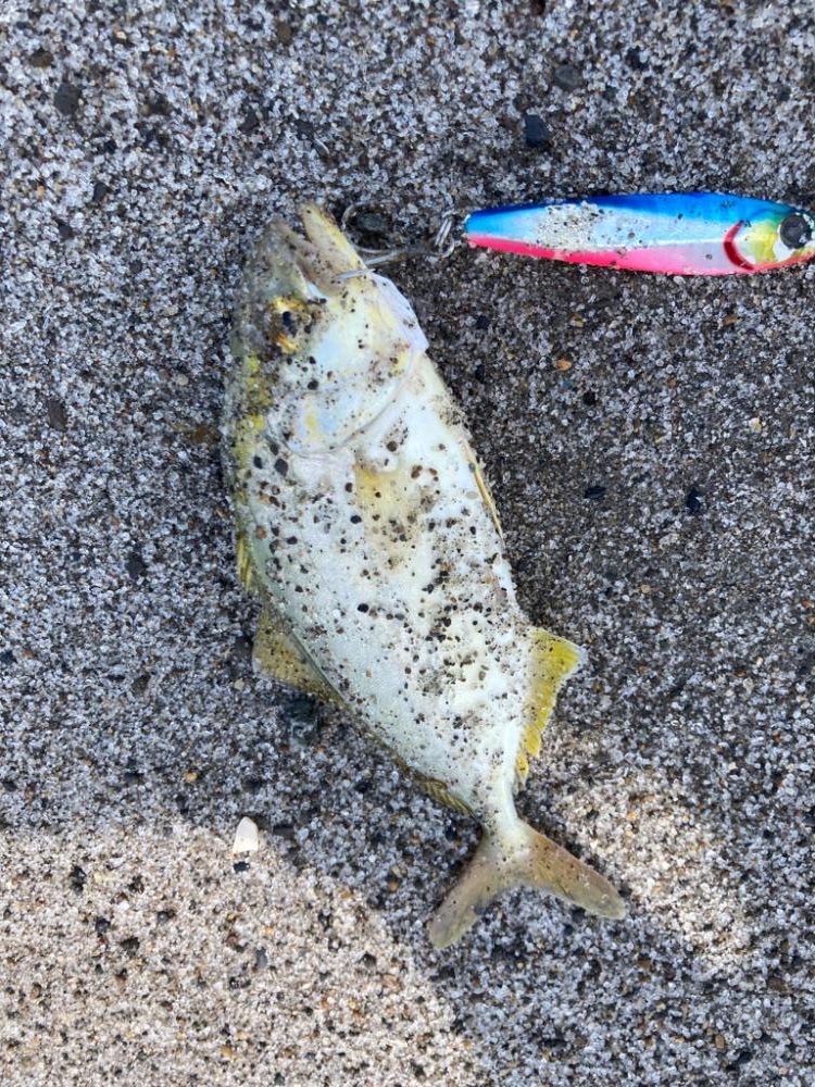 ハガツオ爆釣？！