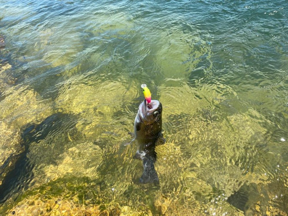 高島の泉でエリアトラウト