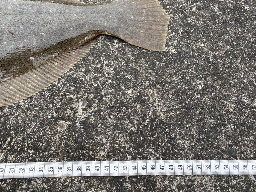 カマスにルアーを合わせてみたら連発！