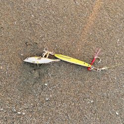 ショアジギング