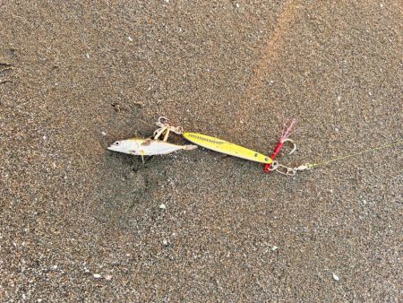 ショアジギング