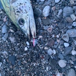 マキマキサゴシSPでサワラ！