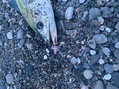 マキマキサゴシSPでサワラ！