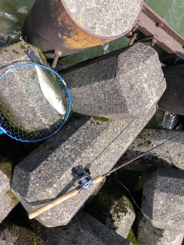 安定のスイムジグ