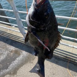 フカセってきました