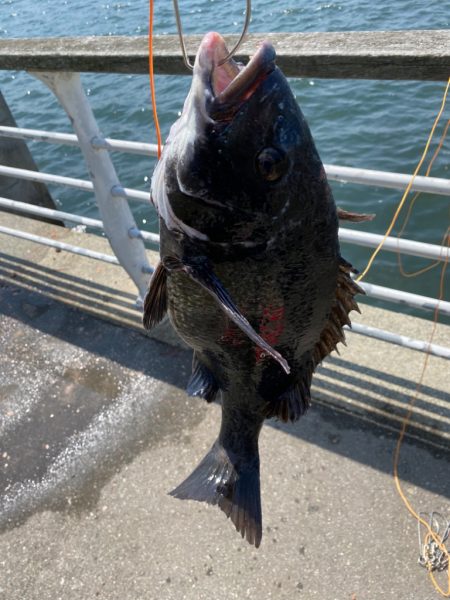 フカセってきました